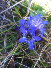 Gentiana affinis ovata