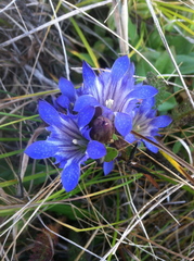 Gentiana affinis ovata