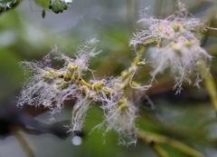 Misodendrum punctulatum