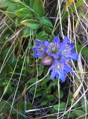 Gentiana affinis ovata