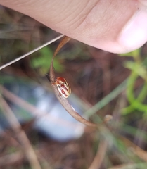 Cryptocephalus obsoletus