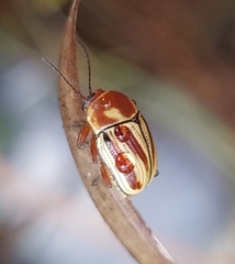 Cryptocephalus obsoletus