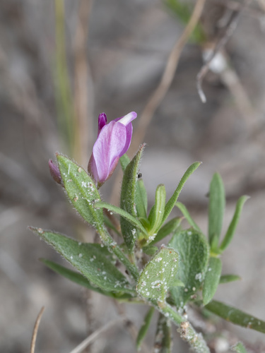 Goliad Milkwort (Rhinotropis nitida)