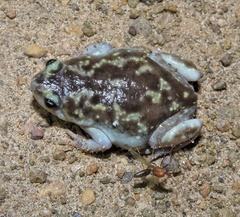 Uperodon variegatus