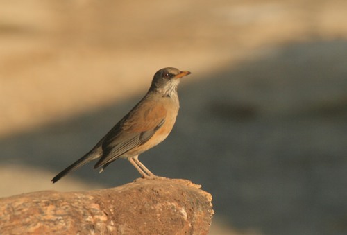 Rufous-backed Robin (Grayson's)