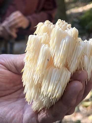 Bear's Head Tooth