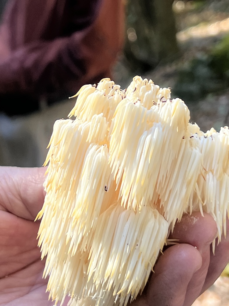 Bear's Head Tooth