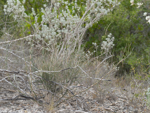 Image of Ephedra antisyphilitica by (c) Turner Brockman, some rights reserved (CC BY-SA)