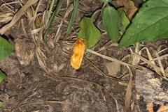 Cirrhophanus triangulifer