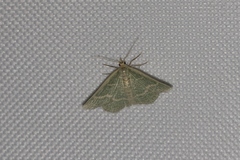 Chlorochlamys phyllinaria