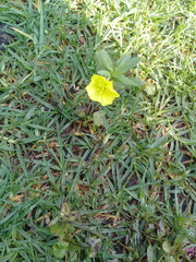 Oenothera pubescens