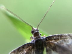 Eupithecia vulgata