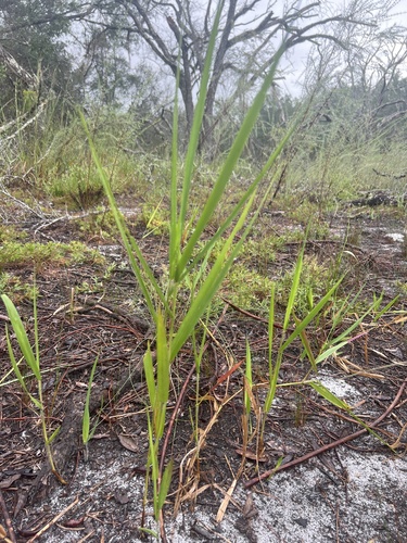 Image of Panicum hemitomon by no rights reserved