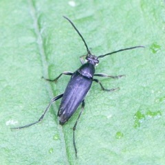 Typocerus lugubris