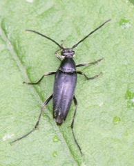 Typocerus lugubris