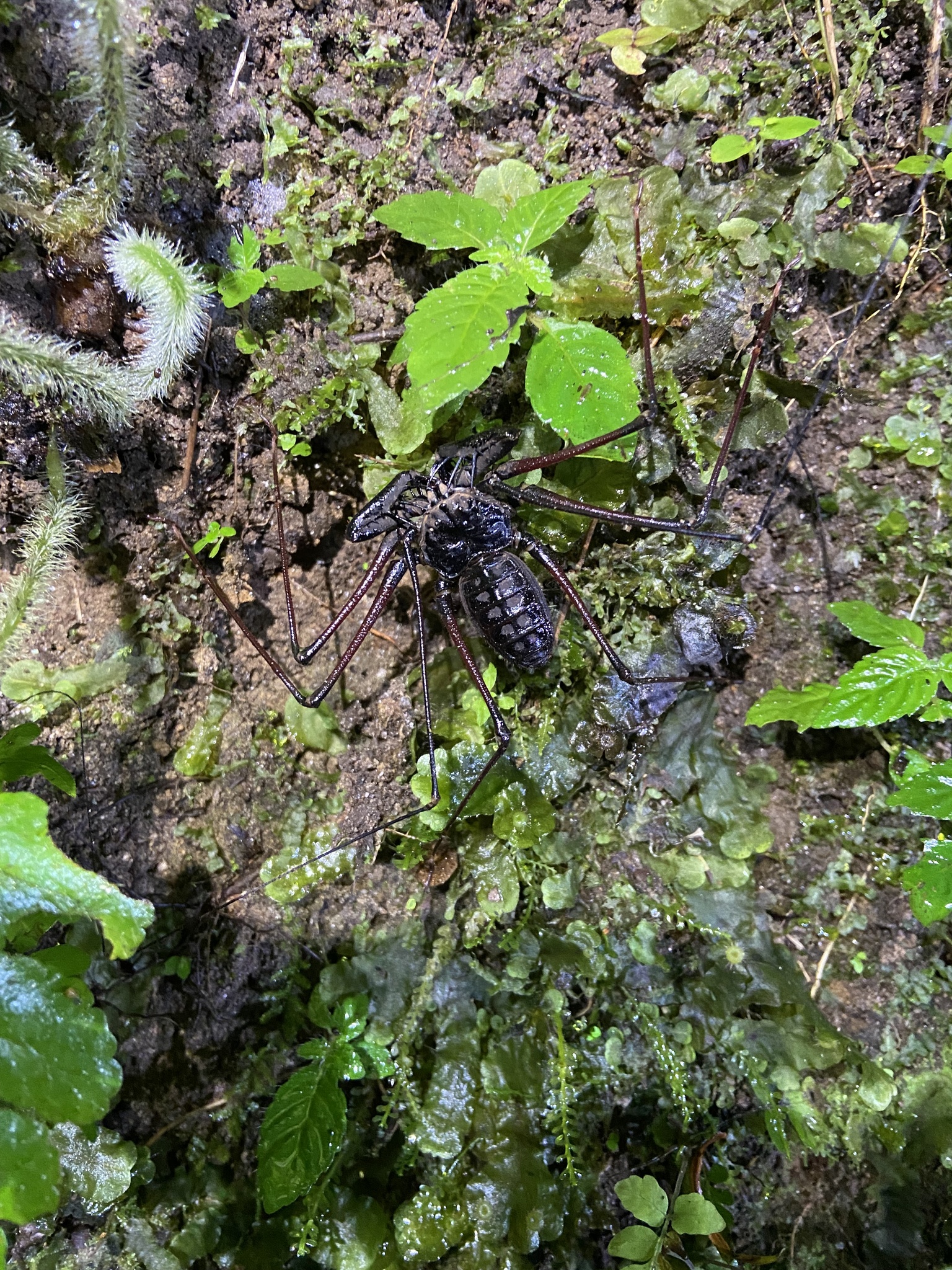 Heterophrynus batesii (Butler, 1873)