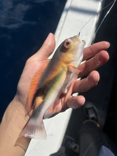 Jordan's tuskfish (Choerodon jordani) — Labridae — 2