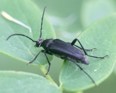 Typocerus lugubris
