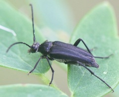 Typocerus lugubris
