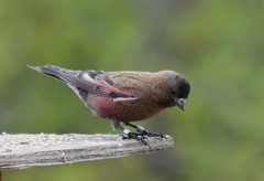 Leucosticte australis