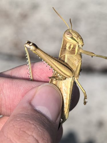 Bird Grasshoppers