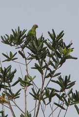 Eupsittula aurea