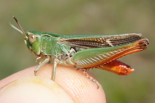 Stripe-winged Grasshopper, photo 5 of 10