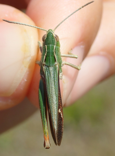 Stripe-winged Grasshopper, photo 6 of 10