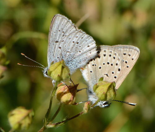 iNaturalist observation photo of Greenish Blue