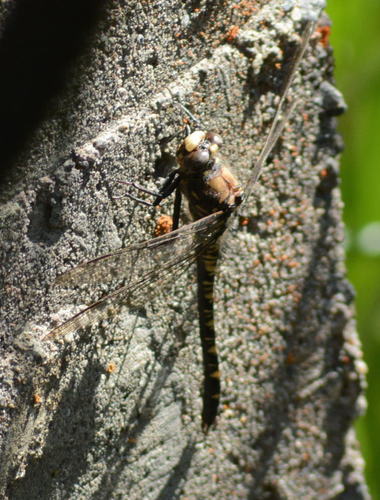 iNaturalist observation photo of Black Petaltail
