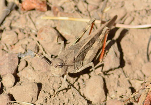 iNaturalist observation photo of Pronotal Range Grasshopper