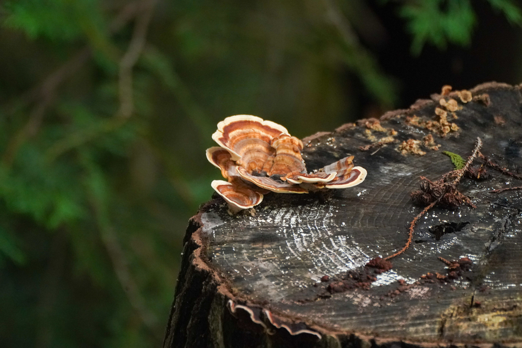Microporus affinis · October 2024 · photo: © tbc_watanabe (iNaturalist, cc-by)