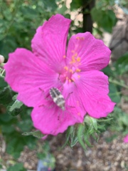 Hypselonotus punctiventris