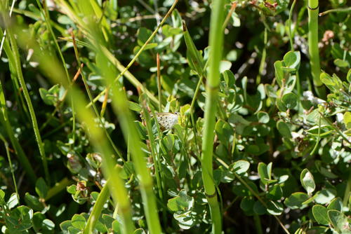 iNaturalist observation photo of Coppers