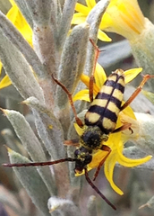 Stenostrophia tribalteata