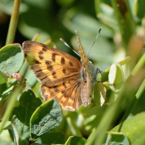 iNaturalist observation photo of Mariposa Copper