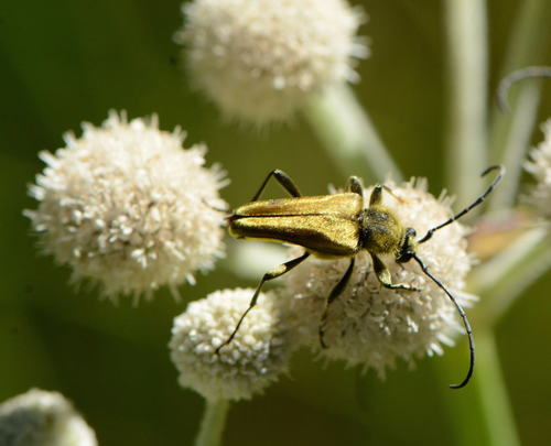 iNaturalist observation photo of Yellow Velvet Beetle