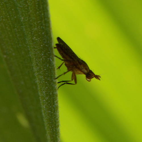 iNaturalist observation photo of Marsh Flies