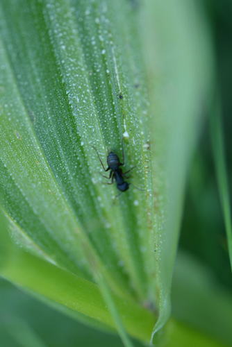 iNaturalist observation photo of Western Black Carpenter Ant