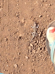 Ptyodactylus puiseuxi