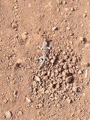 Ptyodactylus puiseuxi
