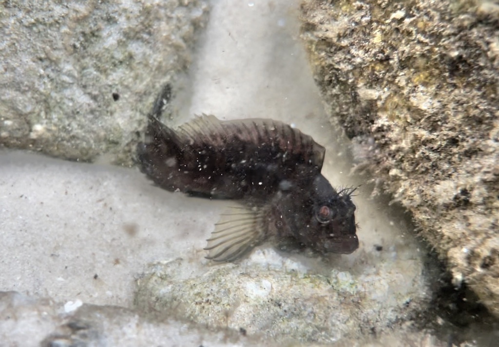 Featherduster Blenny