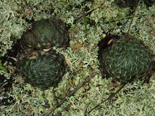 Haworthia arachnoidea