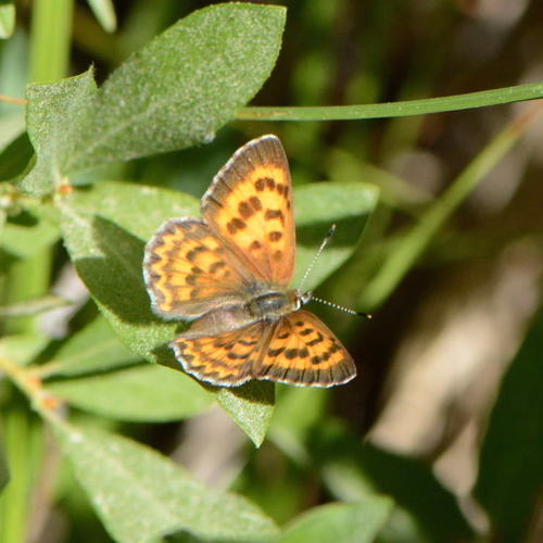 iNaturalist observation photo of Lycaenini