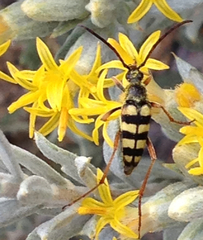 Stenostrophia tribalteata
