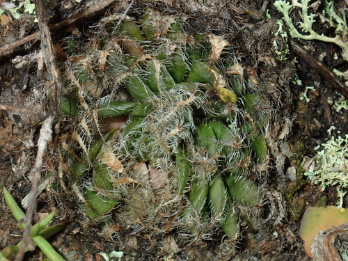 Haworthia arachnoidea