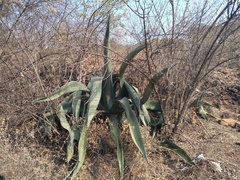Agave atrovirens
