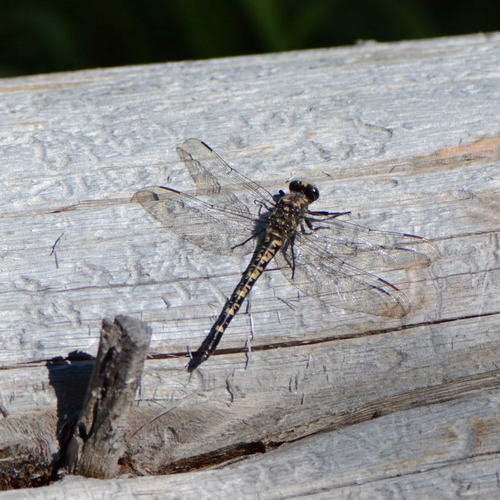 iNaturalist observation photo of Black Petaltail