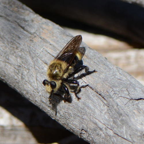 iNaturalist observation photo of Bee-mimic Robber Flies