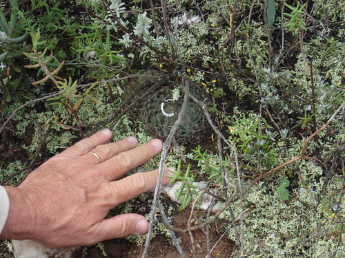 Haworthia arachnoidea